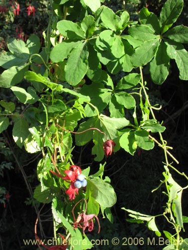 Image of Tropaeolum speciosum (Coralito / Quintralito / Voqui). Click to enlarge parts of image.